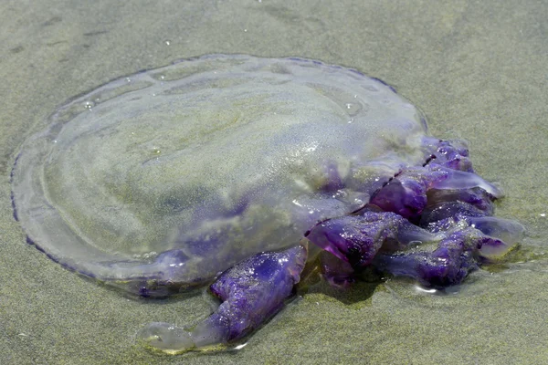 Jellyfish with stinging tentacles on the beach 3 — Stock Photo, Image