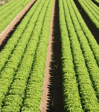 Tarım alanında 1 yeşil salata yetiştirme