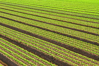 tarımı tarımsal alanda 4 yeşil salata