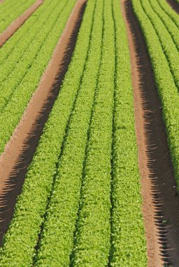 yeşil salata yetiştirilen tarım alanında 4 satır