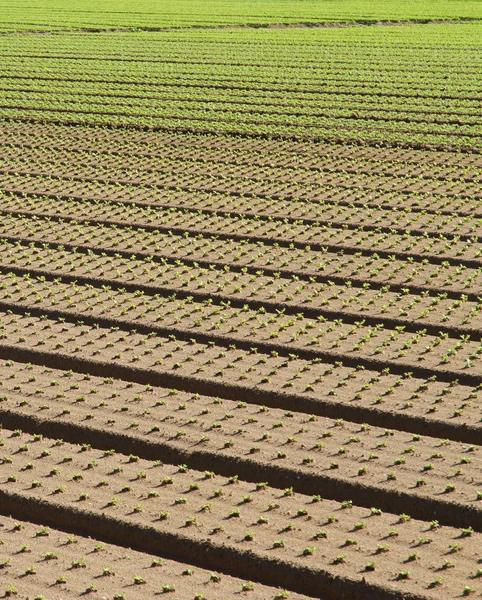 Rij van zaailingen groeien in de agrarische sector 2 — Stockfoto