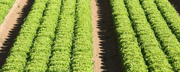 Teelt van groene salade in agrarisch gebied 2 — Stockfoto