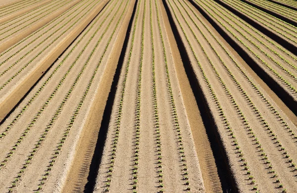 Longas fileiras de plantas que crescem no campo — Fotografia de Stock