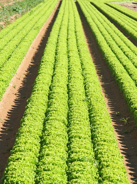 Teelt van groene salade in agrarisch gebied 3 — Stockfoto