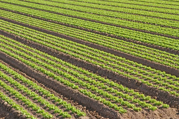 Teelt van groene salade in agrarisch gebied 5 — Stockfoto