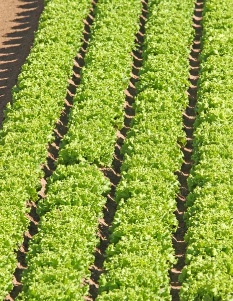 Plukjes groene salade geteeld in het veld — Stockfoto