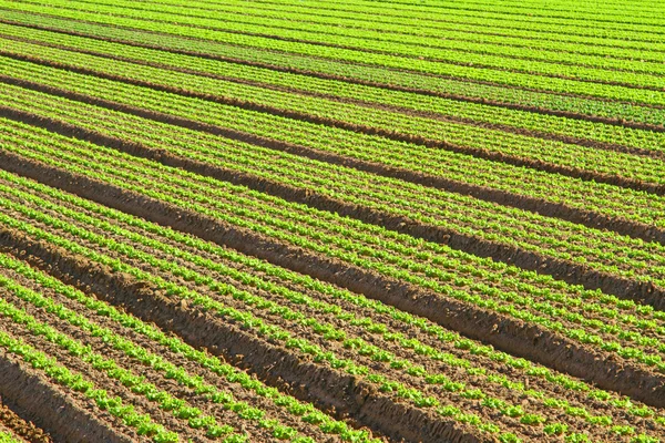 Tarımı tarımsal alanda 4 yeşil salata — Stok fotoğraf