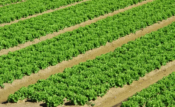 Intenzív mezőgazdasági terület 8 saláta termesztése — Stock Fotó