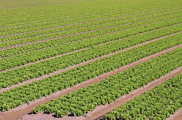 Intensiver Anbau von grünem Salat 7 — Stockfoto