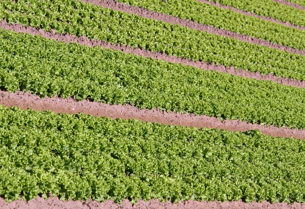 Ряди зеленого салату, вирощеного на сільськогосподарському полі 1 — стокове фото