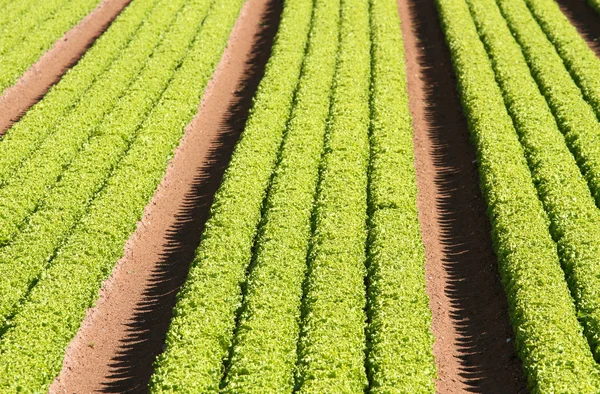 Yeşil salata yetiştirilen tarım alanında 3 satır — Stok fotoğraf
