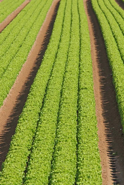 Sorok a termesztett mezőgazdasági területen 4 zöld saláta — Stock Fotó
