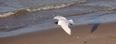 Genç martı, kumsaldaki Akdeniz tipik siyah kafalı.