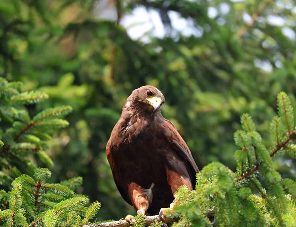 Grote Harris Buizerd Tak Van Een Naaldboom Wachtend Zijn Prooi — Stockfoto