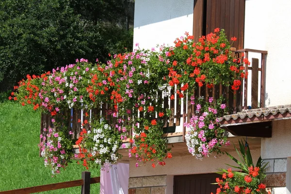 Flowering balcony with large pots of Geraniums blooming 1 — Stock Photo, Image