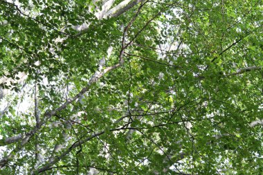 yoğun orman ağaçları yeşil yaprakları