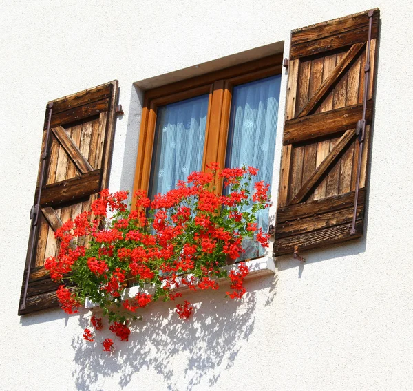 Balkon 2 çiçek açan sardunyalar büyük kapları ile — Stok fotoğraf