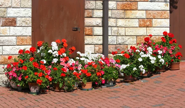 Terasă frumoasă cu flori cu ghivece de Geraniums înflorit 6 — Fotografie, imagine de stoc