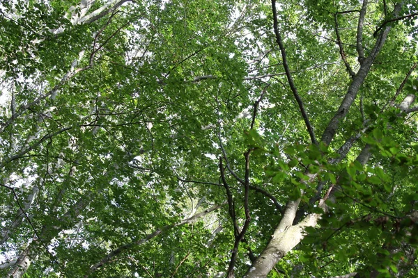 Ramas y hojas de árboles en bosque denso en el centro de th — Foto de Stock