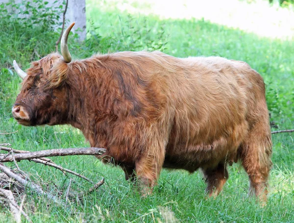 Hairy yak grazing in the Meadow — Stock Photo, Image