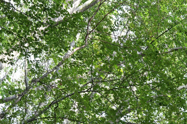 Grüne Blätter von Bäumen im dichten Wald — Stockfoto