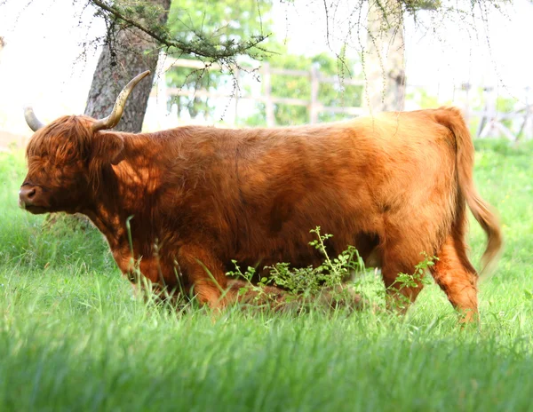 Big yak grazing in the meadow with big horns — Stock Photo, Image