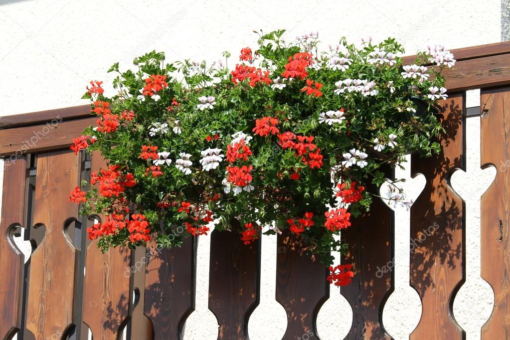 flowered terrace with large pots of Geraniums blooming 7