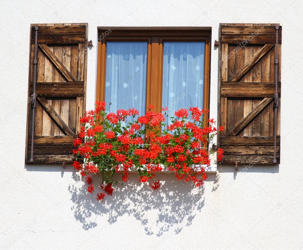 splendid flowering window with pots of Geraniums