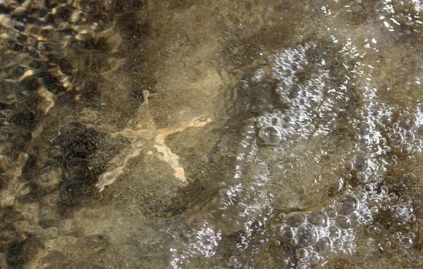 Starfish pe plaja din mare — Fotografie, imagine de stoc