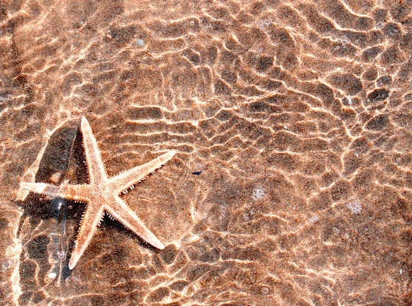 Huge Starfish tropical sea water — Stock Photo, Image