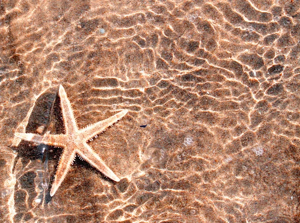 Riesige Seesterne tropisches Meerwasser — Stockfoto