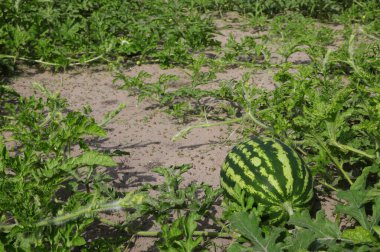 Yazın olgunlaşırken yeşil yapraklı kumlu bir tarlada karpuz.