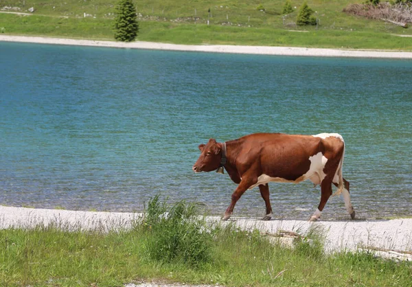 Vaca Pastando Cerca Estanque Claro Las Altas Montañas —  Fotos de Stock