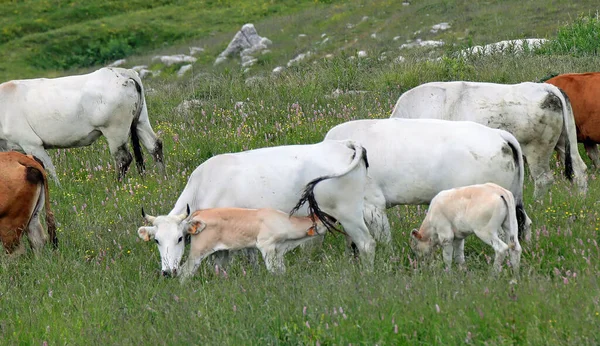 Vaca Amamantando Ternero Joven Otras Vacas Que Pastan Prado —  Fotos de Stock