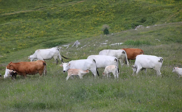 Vaca Blanca Que Amamanta Ternero Joven Otras Vacas Que Pastan —  Fotos de Stock