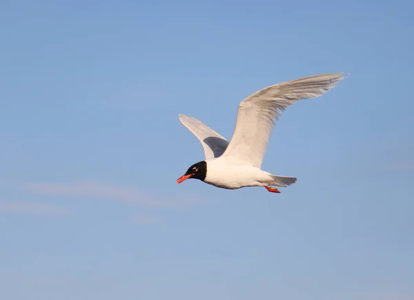 Young Black Headed Gull Typical Mediterranean Sea Flies High Blue — Stock Photo, Image