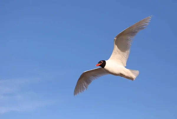 Mouette Commune Est Aussi Appelée Mouette Tête Noire Raison Couleur — Photo