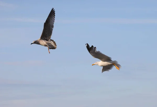 Two Seagulls Chasing Each Other Get First Collect Fish Left — Stock Photo, Image