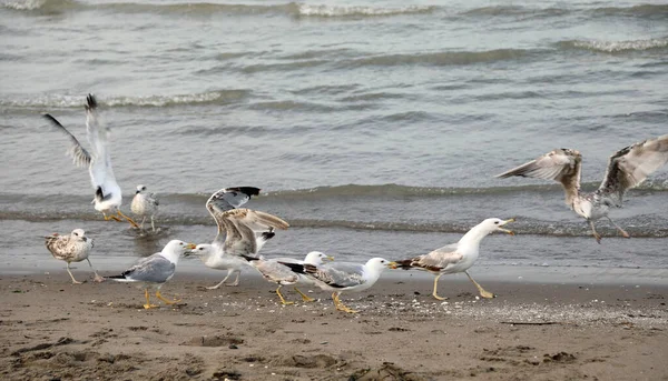 Grupa Głodnych Mew Kłócących Się Nad Morzem Okruszki Pozostawione Przez — Zdjęcie stockowe