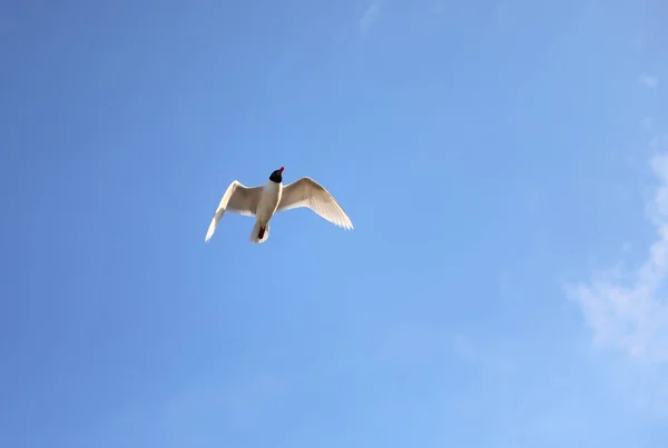 有黑色头的海鸥 典型的地中海海鸥在天空中飞得很高 — 图库照片