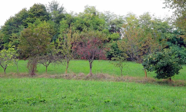 Huerto Con Muchos Árboles Manzanas Higos Peras Otoño —  Fotos de Stock