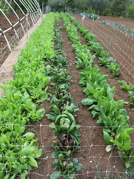 Hojas Verdes Espinacas Lechuga Jardín Otoño — Foto de Stock