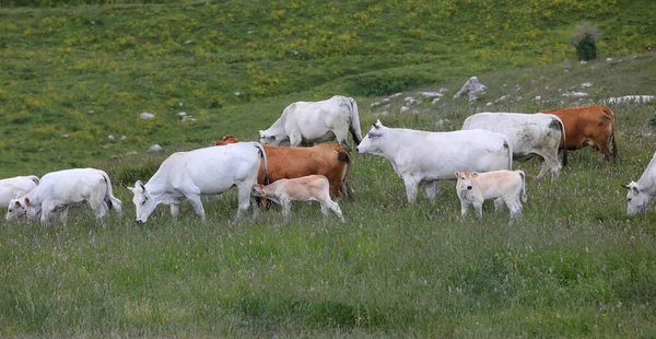 Vacas Pastando Prado Verde Ternero Bebiendo Leche Madre —  Fotos de Stock