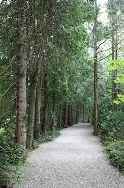 Camino Sin Gente Medio Del Bosque Con Muchos Árboles Verano — Foto de Stock