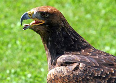 Açık gagası ile sarımsı kahverengi kartal