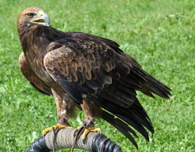 Harika kartal falconer için bekleyen kaide üzerinde tünemiş.