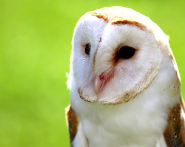 kahverengi ve beyaz tüylü bir ahırı namlu