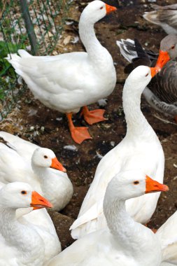 countrysid'ndaki üzerinde çok yumuşak tüyleri ile beyaz kaz