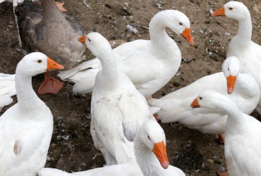 birçok beyaz kaz çiftliği çok yumuşak tüyleri ile