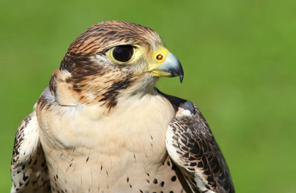 Profile of Peregrine Falcon with yellow beak — Stock Photo, Image